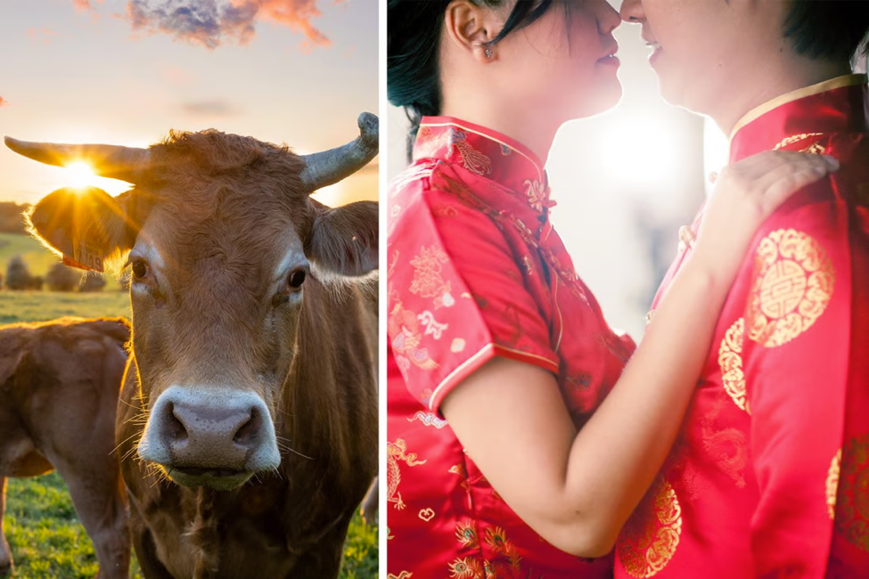 Trung Quốc: Tố cáo chồng mới cưới mình vì … hai con bò - Ảnh 1. Trung Quốc: Tố cáo chồng mới cưới mình vì … hai con bò - Ảnh 1.