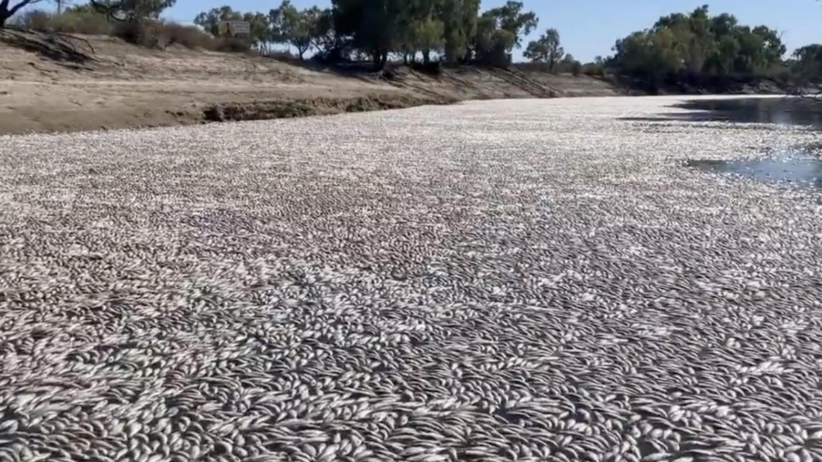Hàng triệu con cá chết trên sông ở Australia, mùi thối rữa bốc khủng khiếp - Ảnh 1.