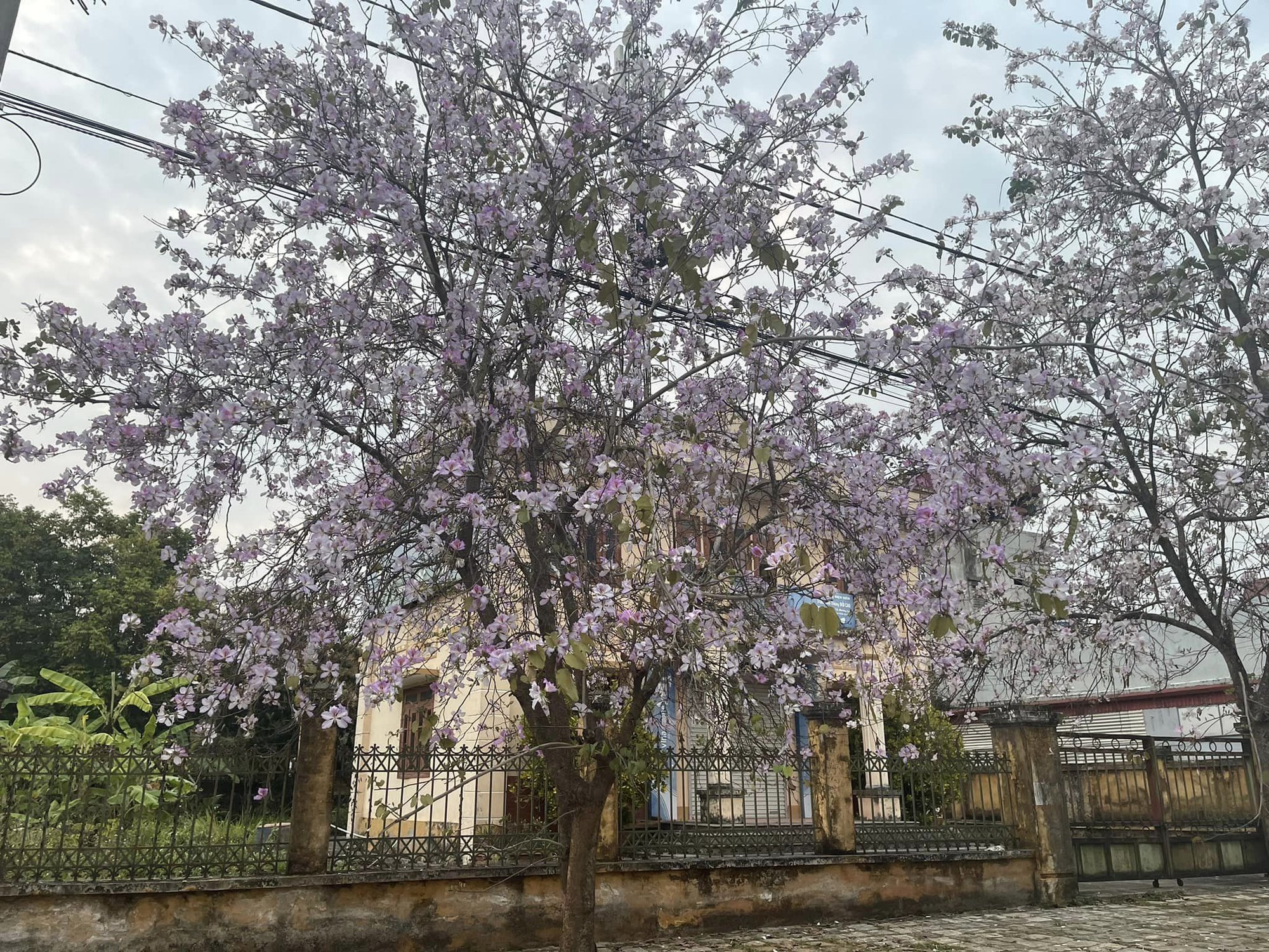 Ngất ngây trước vẻ đẹp Điện Biên mùa hoa ban nở lung linh nhất trong năm - Ảnh 6.