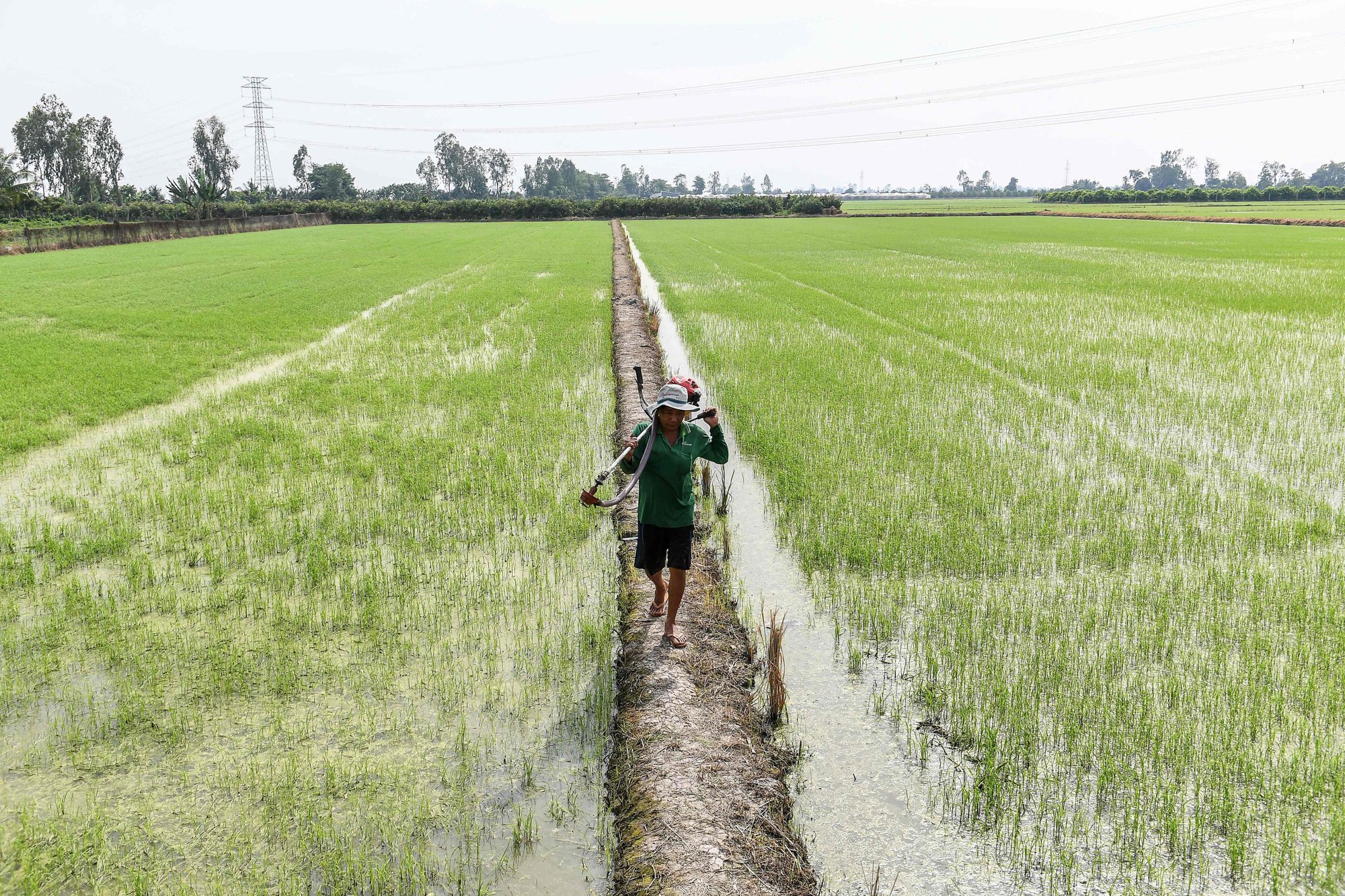 Chuyên gia cảnh báo điều nguy hiểm đe dọa vựa lúa của thế giới: Ấn Độ, Thái Lan và Việt Nam - Ảnh 1.