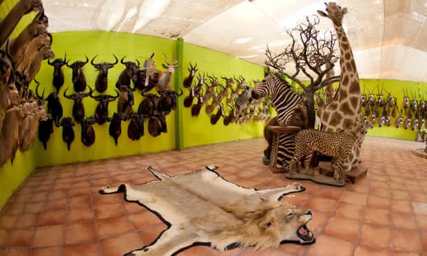 Nghịch lý: Anh muốn cấm nhập khẩu chiến lợi phẩm săn bắn, nhưng các nhà bảo tồn động vật châu Phi lại phản đối - Ảnh 2.