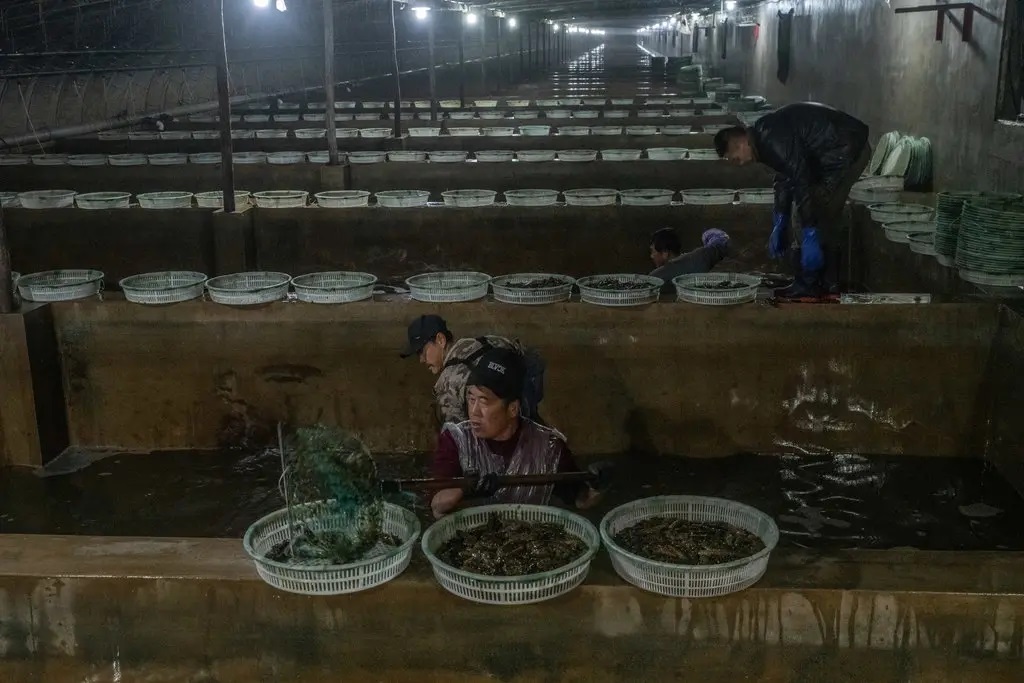 Sinh vật bị khai thác cạn kiệt ở Trung Quốc vì cơn khát của dân sành ăn: Việt Nam đang dẫn đầu thế giới về công nghệ sản xuất giống - Ảnh 1.