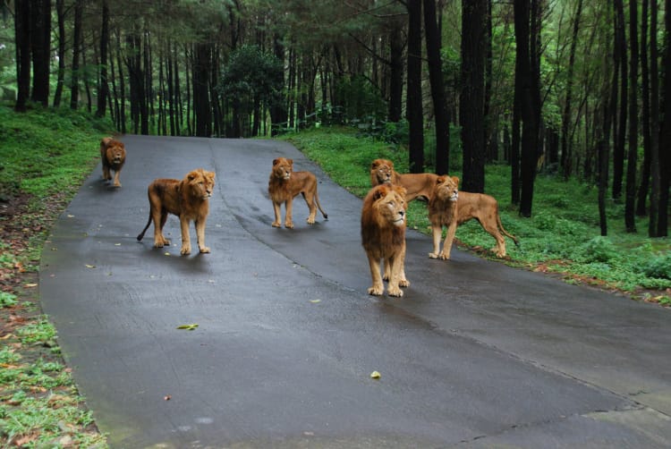 Tại sao sư tử không tấn công người trong xe safari? - Ảnh 3. Tại sao sư tử không tấn công người trong xe safari? - Ảnh 3.