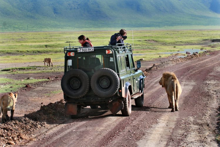 Tại sao sư tử không tấn công người trong xe safari? - Ảnh 2. Tại sao sư tử không tấn công người trong xe safari? - Ảnh 2.