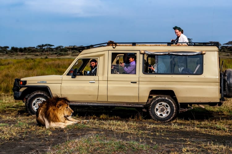 Tại sao sư tử không tấn công người trong xe safari? - Ảnh 1. Tại sao sư tử không tấn công người trong xe safari? - Ảnh 1.