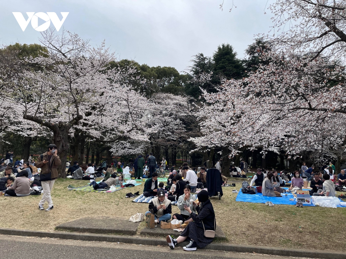 Hoa anh đào nở sớm, khách tham quan đông đúc tại thủ đô Tokyo - Ảnh 2.