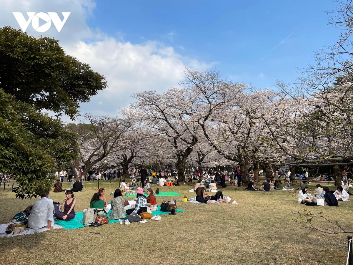 Hoa anh đào nở sớm, khách tham quan đông đúc tại thủ đô Tokyo - Ảnh 3.