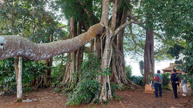 Cây đa di sản hơn 200 tuổi, tán rộng hơn 1.000m2 ở &quot;Vịnh Hạ Long trên núi&quot; bị gãy đổ - Ảnh 6.