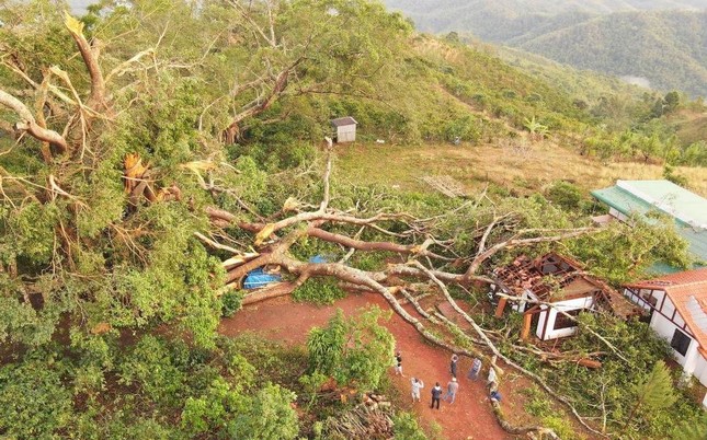 Cây đa di sản hơn 200 tuổi, tán rộng hơn 1.000m2 ở &quot;Vịnh Hạ Long trên núi&quot; bị gãy đổ - Ảnh 1.