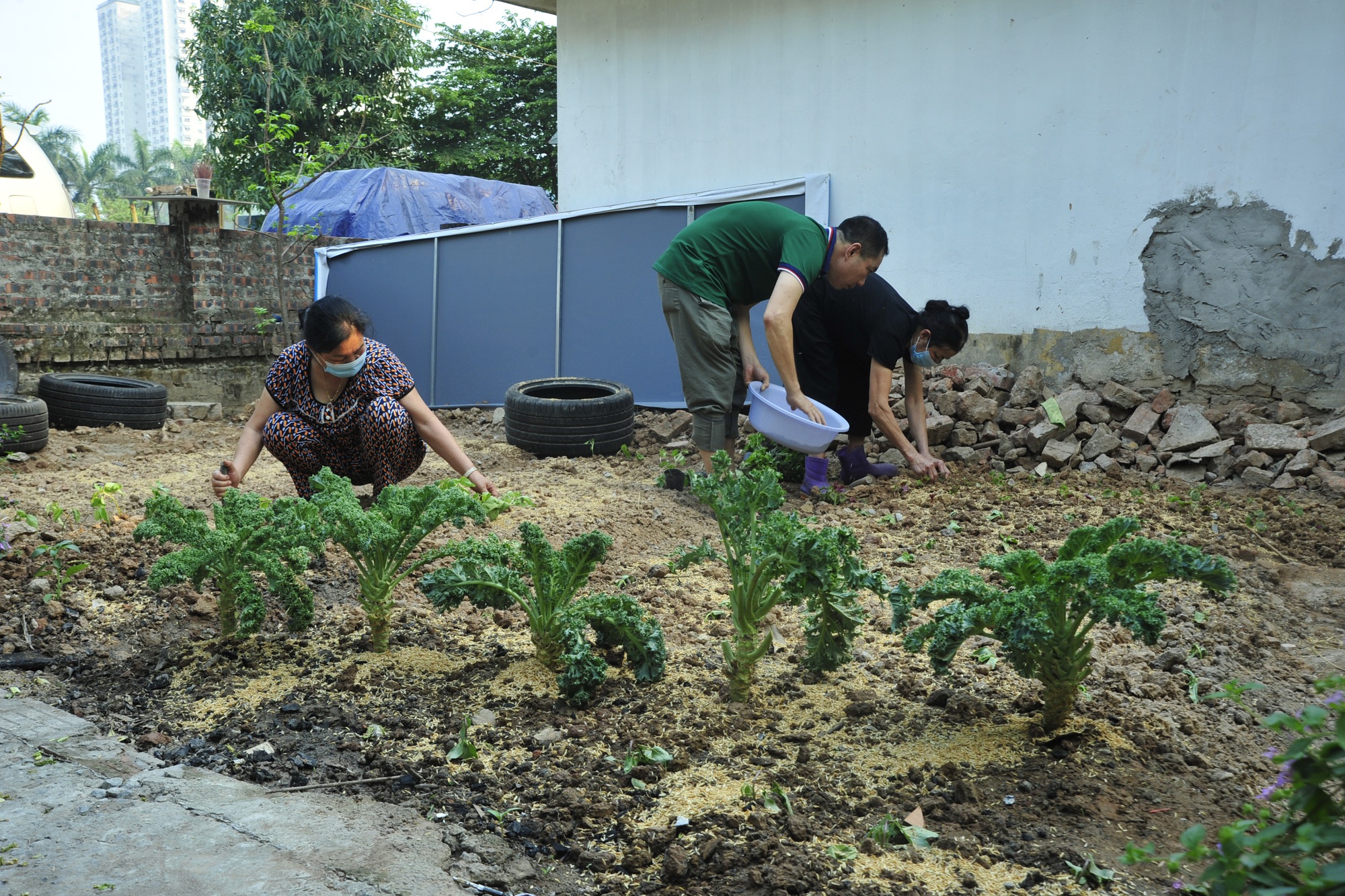 Người dân khu vực trồng ra sạch để phục vụ quán cơm 2000 nghìn đồng