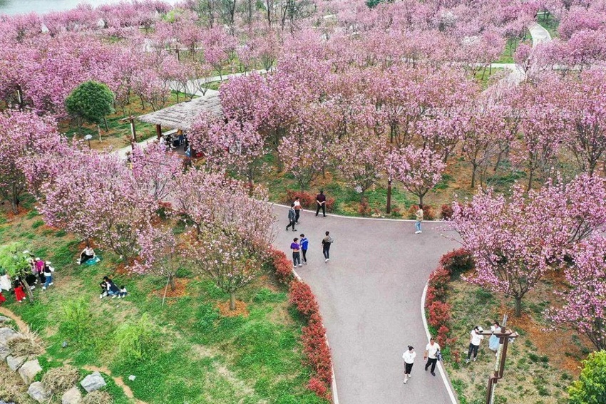 Mùa hoa anh đào bừng nở ở khắp nơi trên thế giới, cảnh tượng choáng ngợp cả năm mới được một lần chiêm ngưỡng - Ảnh 18.