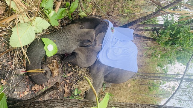 Một cá thể voi nhà 49 năm tuổi chết ở Đắk Lắk - Ảnh 1.