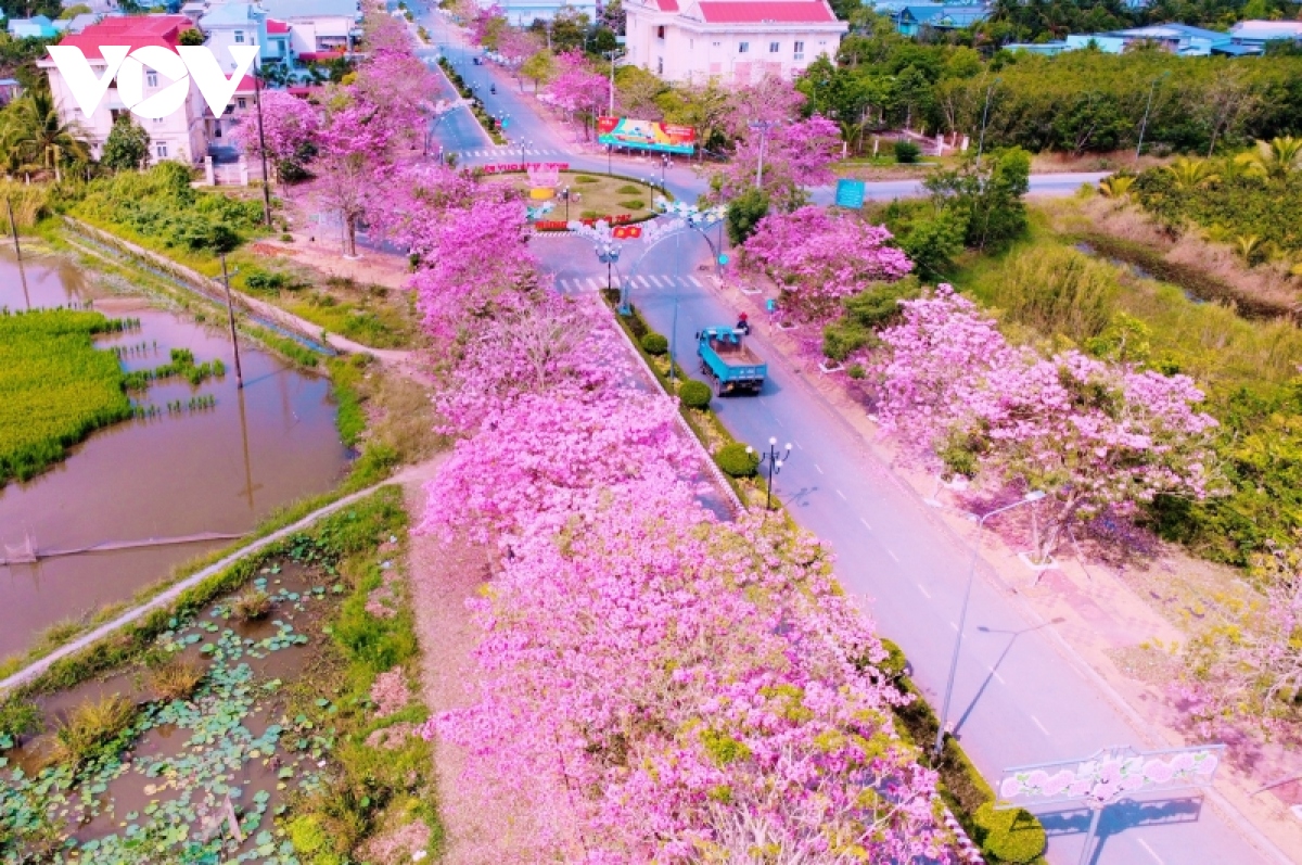 Rộ đường hoa kèn hồng đẹp tựa Hàn Quốc ở miền Tây - Ảnh 2.