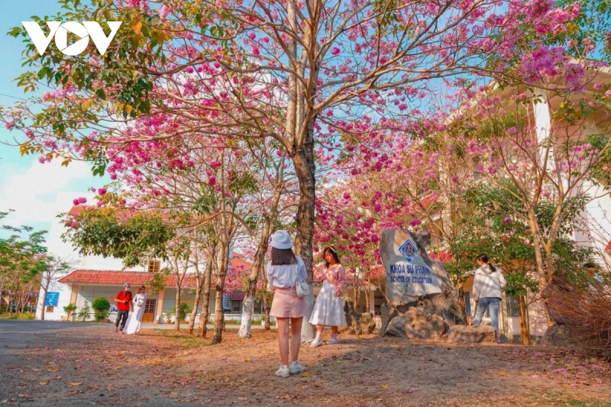 Rộ đường hoa kèn hồng đẹp tựa Hàn Quốc ở miền Tây - Ảnh 10.