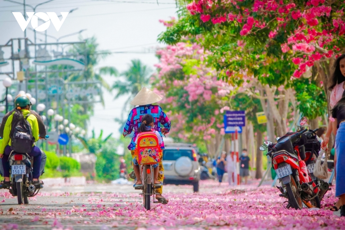 Rộ đường hoa kèn hồng đẹp tựa Hàn Quốc ở miền Tây - Ảnh 7.