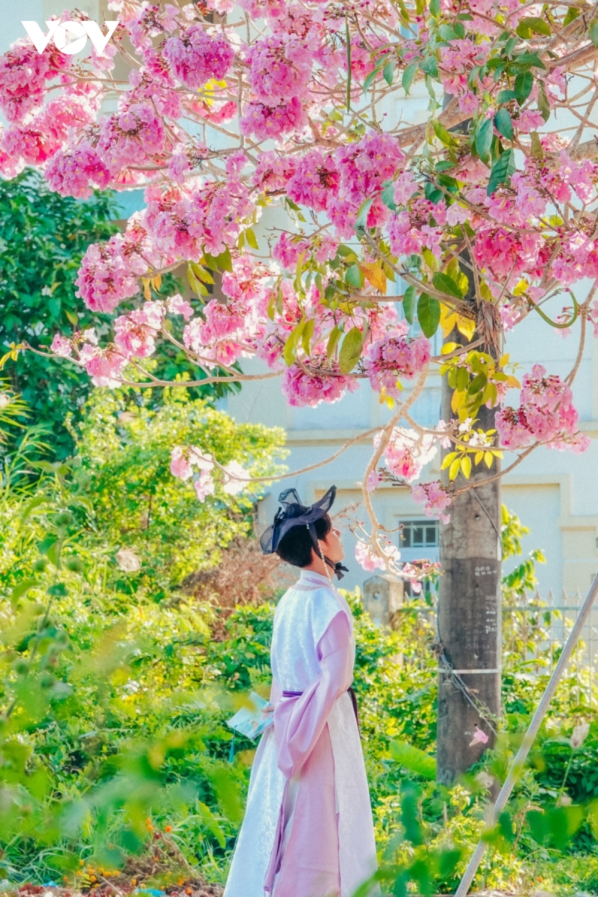 Rộ đường hoa kèn hồng đẹp tựa Hàn Quốc ở miền Tây - Ảnh 9.