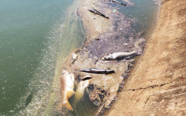 Cá chết nhiều chưa từng có trên hồ Xuân Hương - Ảnh 1.
