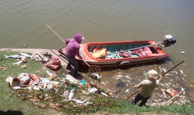 Cá chết nhiều chưa từng có trên hồ Xuân Hương - Ảnh 2.