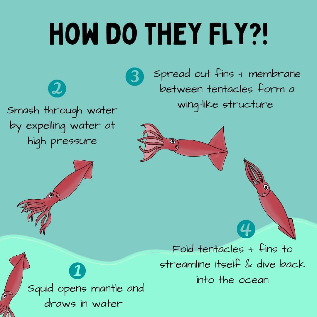 Khả năng kỳ diệu của loài mực, chúng không chỉ bơi dưới biển mà còn có thể bay trên không trung - Ảnh 4.