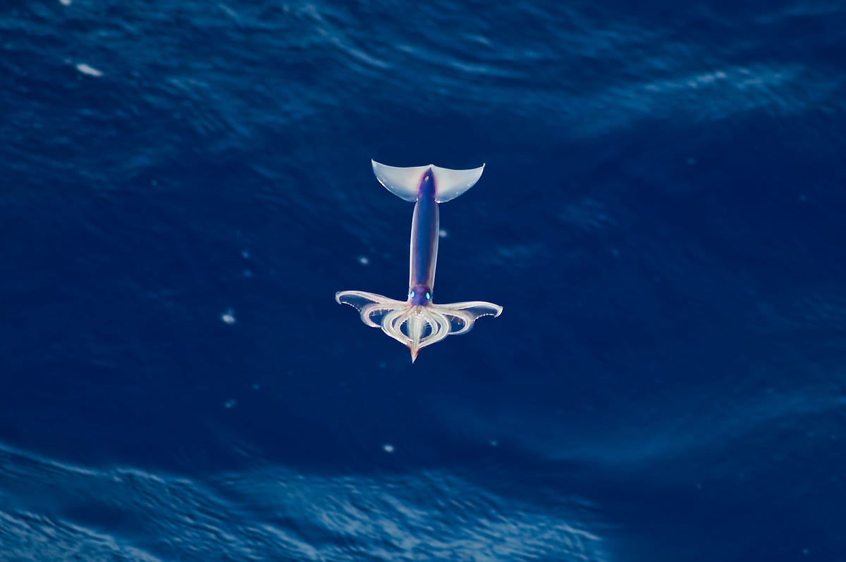 Khả năng kỳ diệu của loài mực, chúng không chỉ bơi dưới biển mà còn có thể bay trên không trung - Ảnh 3.