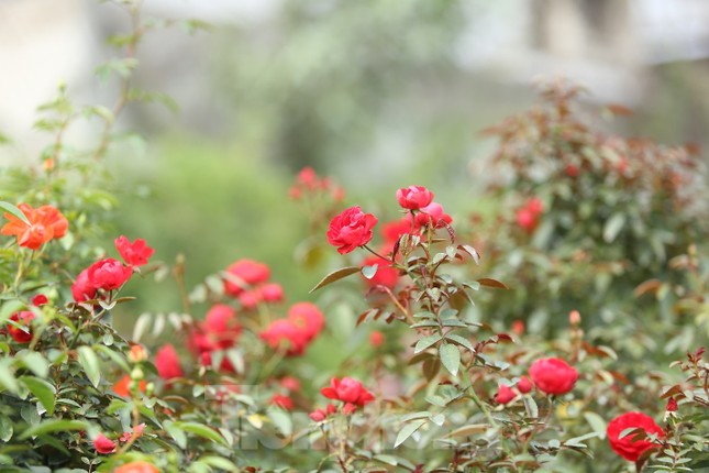 'Luyện' những siêu phẩm hoa hồng, nông dân Hà Nội thu về hàng trăm triệu mỗi năm - Ảnh 8.