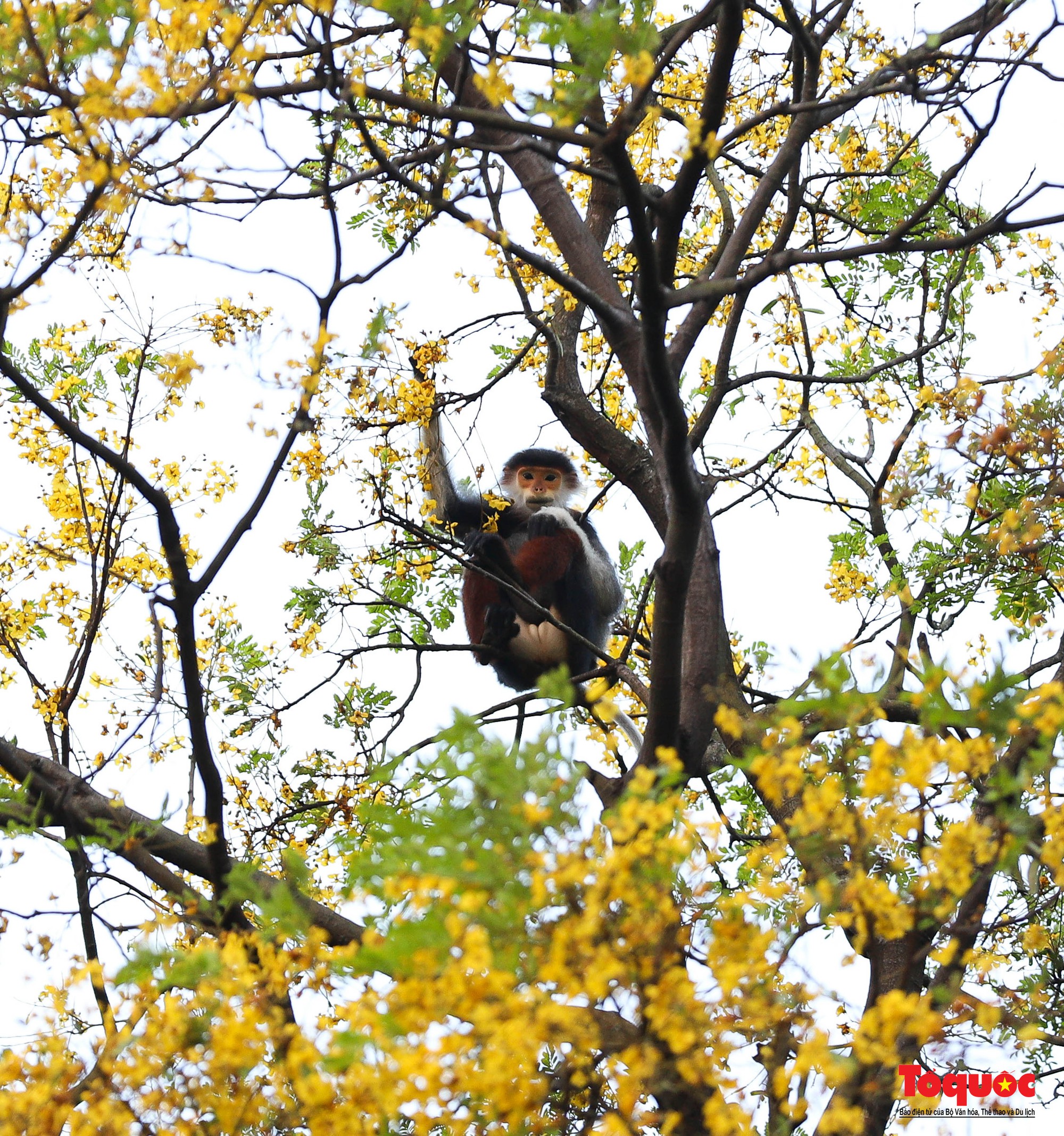 Người dân và du khách mê mẩn mùa hoa vàng lim xẹt trên bán đảo Sơn Trà - Ảnh 8.