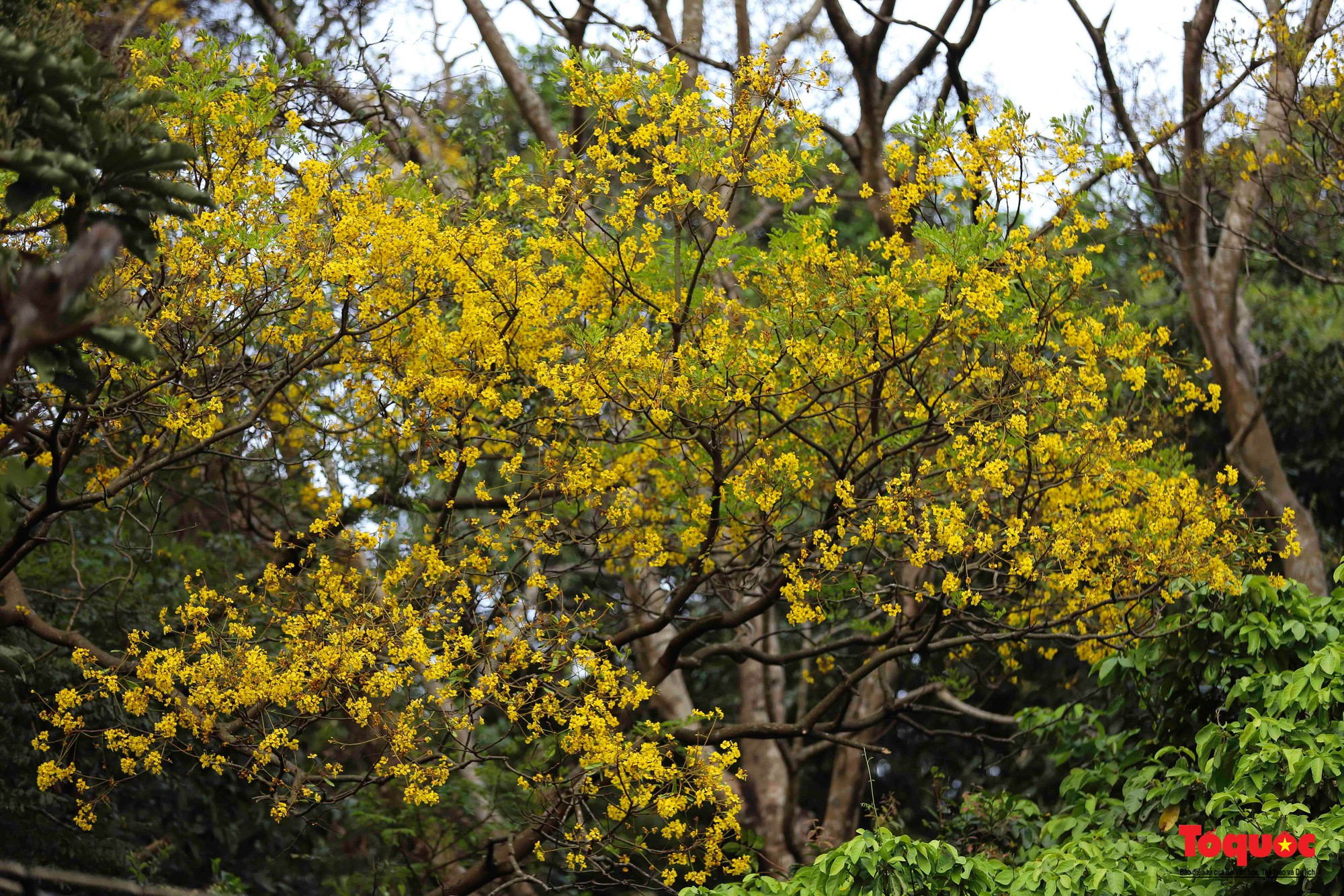 Người dân và du khách mê mẩn mùa hoa vàng lim xẹt trên bán đảo Sơn Trà - Ảnh 2.