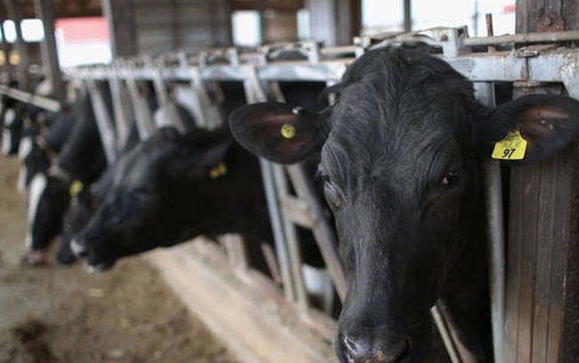 Vụ cháy nổ giết chết 18.000 con bò ở trang trại Texas - Ảnh 1.