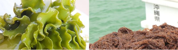 Mối li&ecirc;n hệ giữa fucoidan với c&aacute;c gốc tự do   - Ảnh 1.