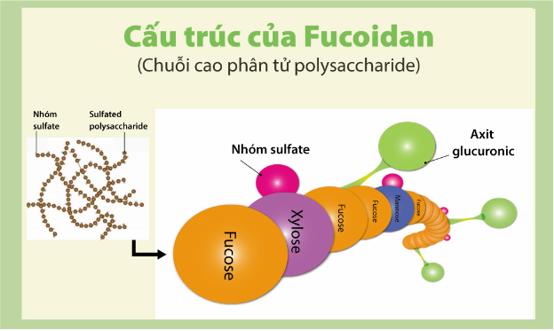 Mối li&ecirc;n hệ giữa fucoidan với c&aacute;c gốc tự do   - Ảnh 2.