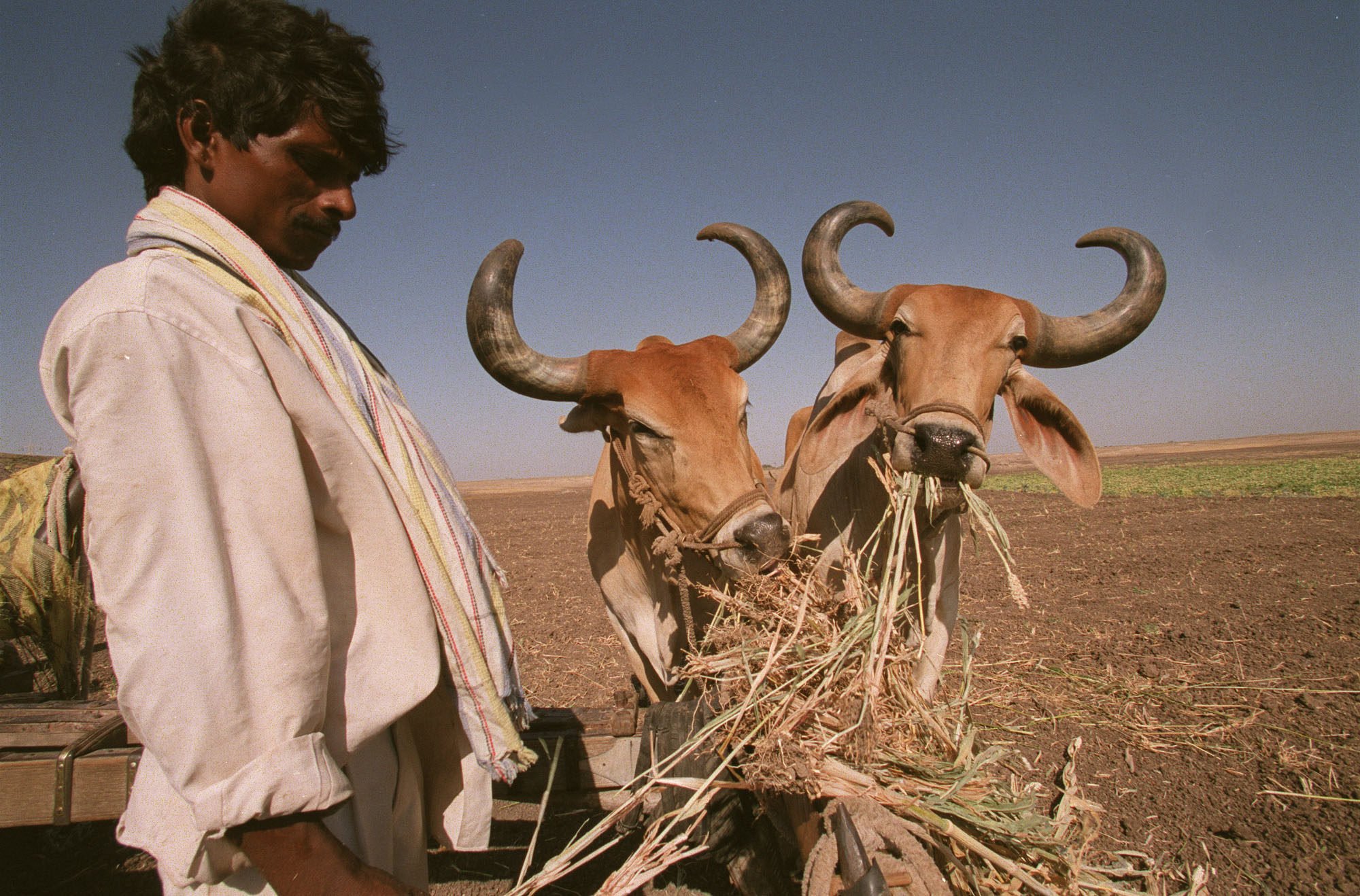 Ấn Độ khổ sở vì 5 triệu con bò vô chủ: Dân chúng bất lực vì &quot;động đến bò&quot; có thể bị đi tù hoặc bị sát hại - Ảnh 3.