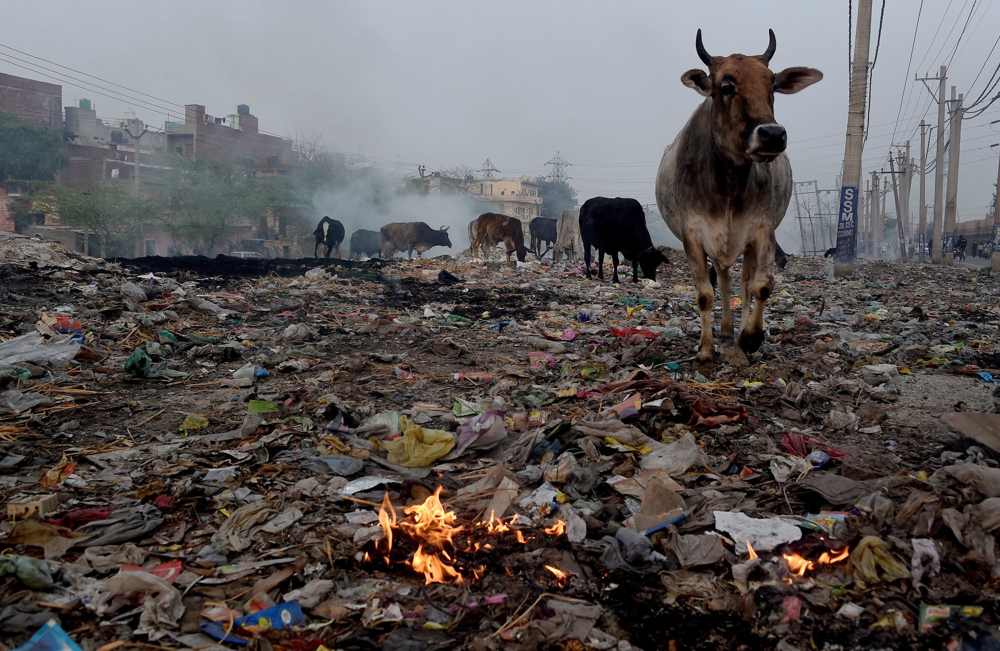 Ấn Độ khổ sở vì 5 triệu con bò vô chủ: Dân chúng bất lực vì &quot;động đến bò&quot; có thể bị đi tù hoặc bị sát hại - Ảnh 1.