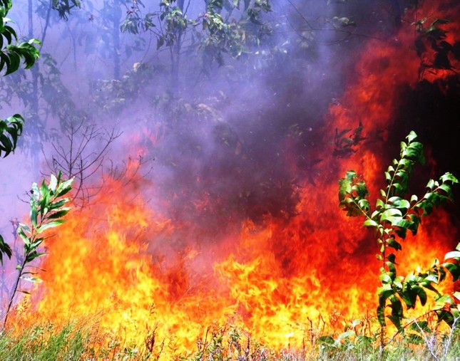 Nắng nóng gay gắt, Huế cảnh báo nguy cơ cao cháy rừng, hỏa hoạn trong khu dân cư - Ảnh 1.