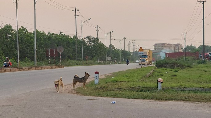 Đang đi tiêm vắc-xin phòng bệnh dại, nữ bác sĩ thú y bị chó dại tấn công - Ảnh 1.