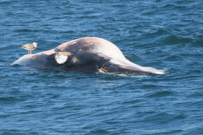 Anh: Cá voi Minke dài hơn 9 mét được tìm thấy đã chết trên bãi biển Bắc Berwick - Ảnh 1.