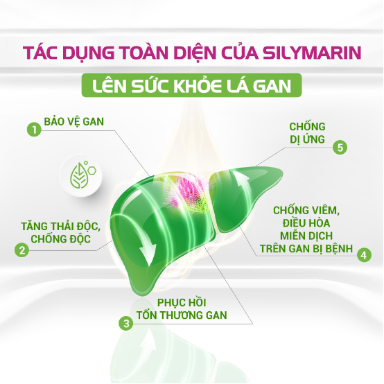 Silymarin tan trong nước, tối ưu công dụng, hỗ trợ thải độc gan - Ảnh 1. Silymarin tan trong nước, tối ưu công dụng, hỗ trợ thải độc gan - Ảnh 1.