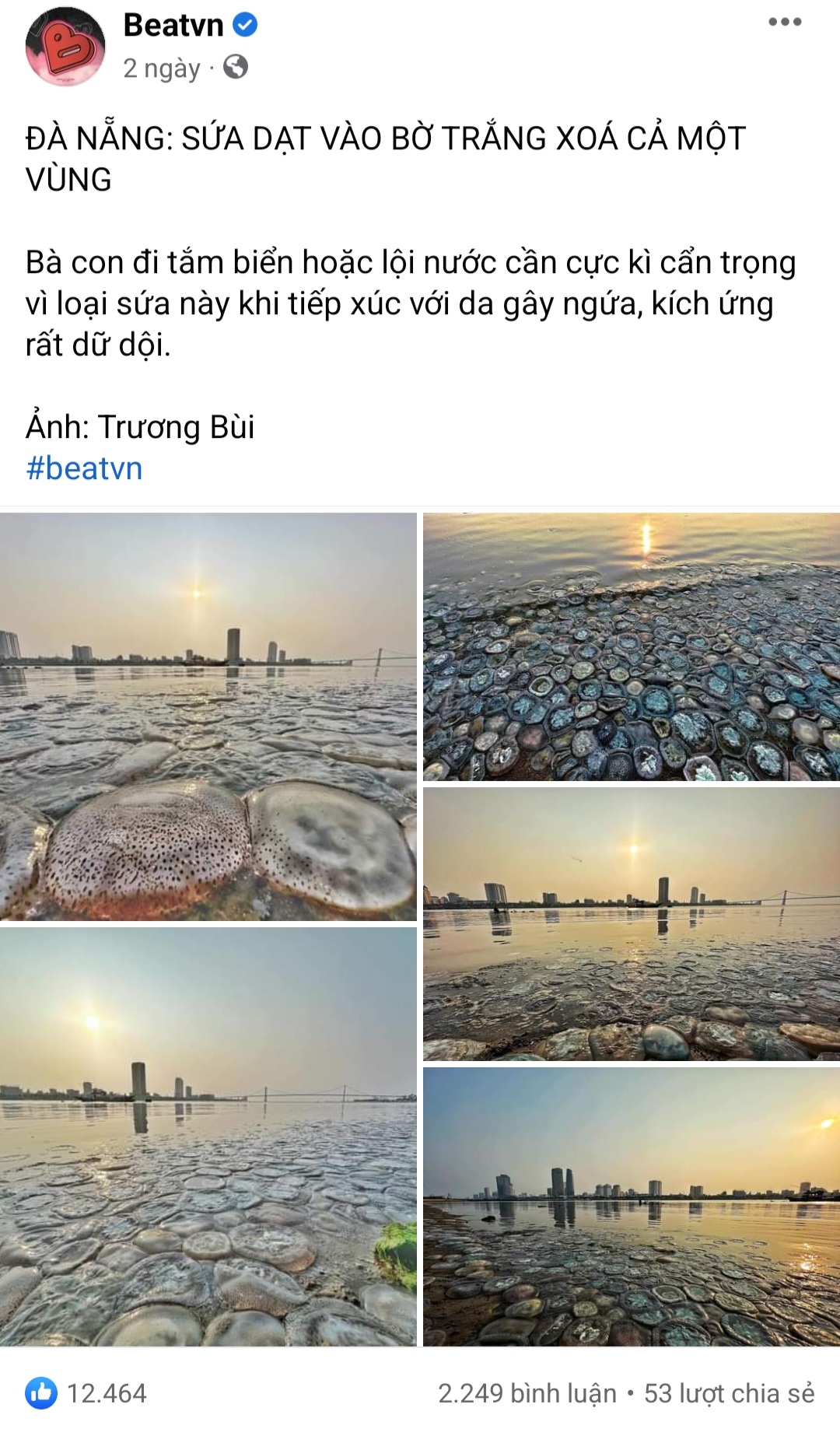 Thực hư hình ảnh “biển sứa tại Đà Nẵng - Ảnh 1.