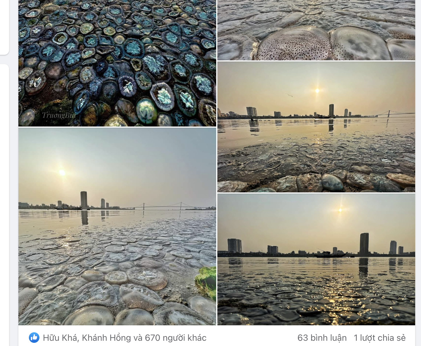 Vì sao có hình ảnh sứa phủ kín sông Hàn ở Đà Nẵng? - Ảnh 10.