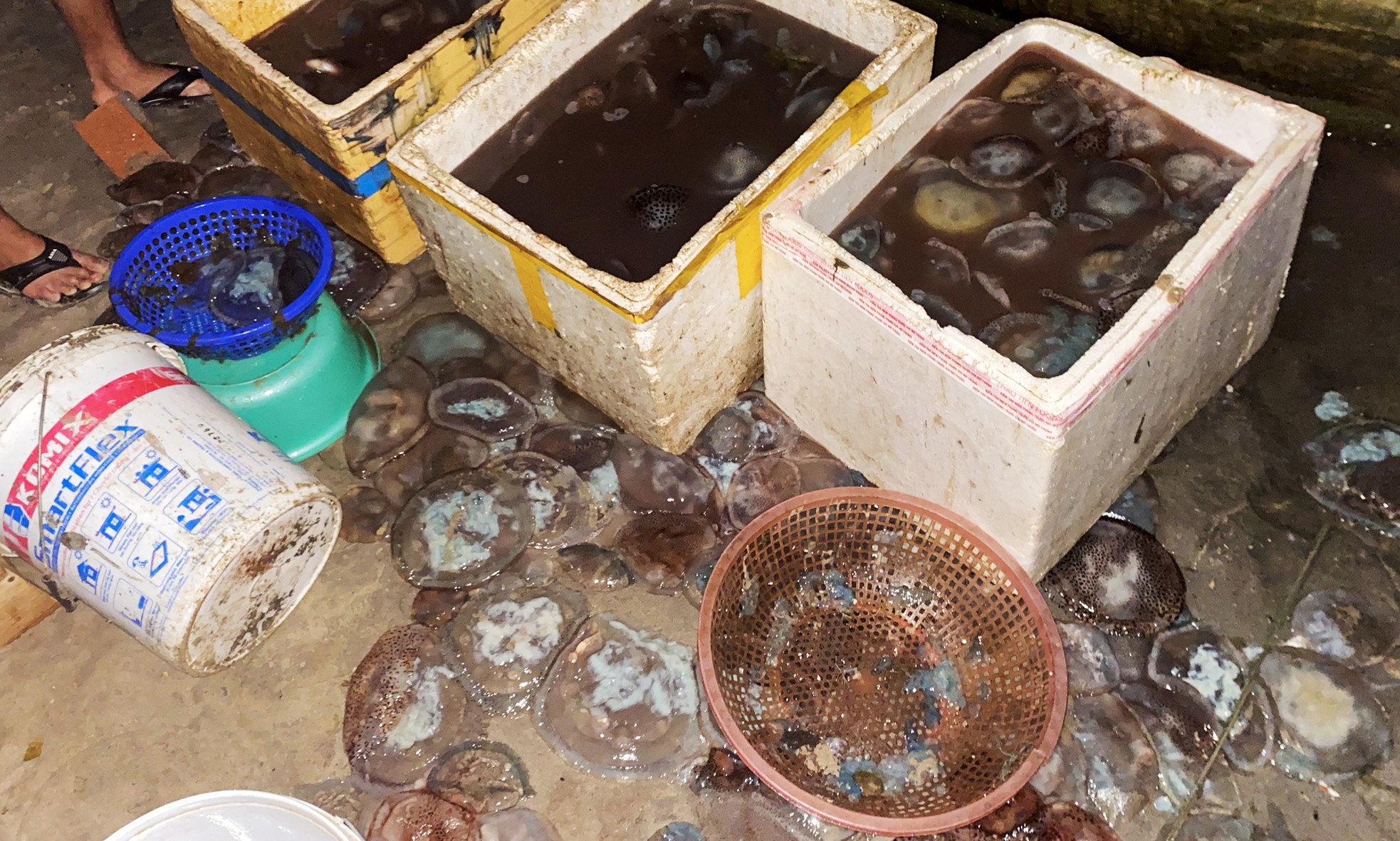 Vì sao có hình ảnh sứa phủ kín sông Hàn ở Đà Nẵng? - Ảnh 5. Vì sao có hình ảnh sứa phủ kín sông Hàn ở Đà Nẵng? - Ảnh 5.