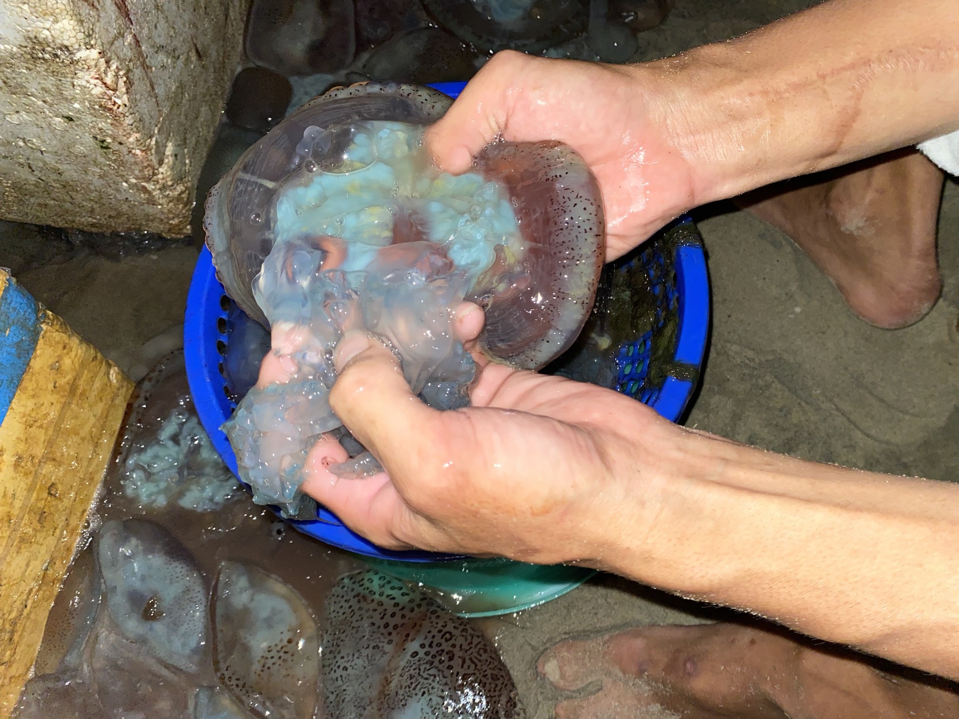 Vì sao có hình ảnh sứa phủ kín sông Hàn ở Đà Nẵng? - Ảnh 3. Vì sao có hình ảnh sứa phủ kín sông Hàn ở Đà Nẵng? - Ảnh 3.