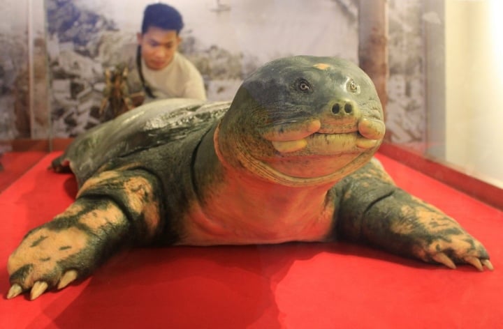 Xác rùa Hoàn Kiếm ở hồ Đồng Mô sẽ được bảo quản thế nào? - Ảnh 2.