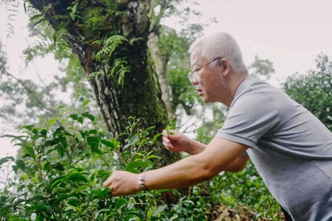 Cụ ông quái gở ẩn cư trong rừng sâu suốt 20 năm, mỗi ngày 'liều mạng' đi tìm thức quà trân quý bán cho người có 'tâm hồn trà nghệ' - Ảnh 1. Trà nhân ẩn cư trong rừng sâu suốt 20 năm, mỗi ngày 'liều mạng' đi tìm thức quà trân quý bán cho người có 'tâm hồn trà nghệ'