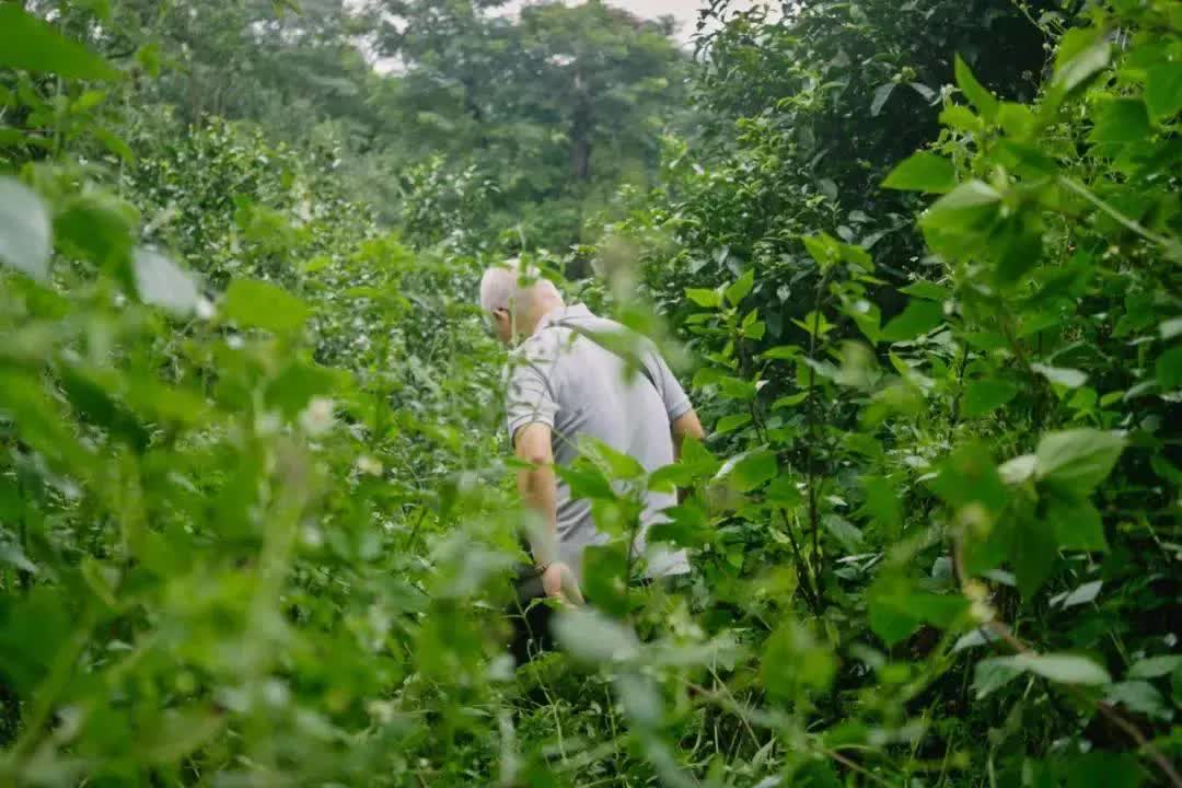 Cụ ông quái gở ẩn cư trong rừng sâu suốt 20 năm, mỗi ngày 'liều mạng' đi tìm thức quà trân quý bán cho người có 'tâm hồn trà nghệ' - Ảnh 4. Trà nhân ẩn cư trong rừng sâu suốt 20 năm, mỗi ngày 'liều mạng' đi tìm thức quà trân quý bán cho người có 'tâm hồn trà nghệ'