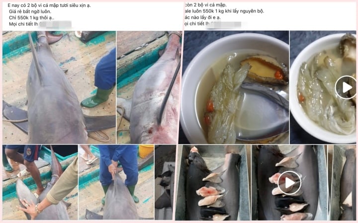 Bào ngư, vi cá mập giá rẻ giật mình, bán tràn 'chợ mạng' - Ảnh 3. Bào ngư, vi cá mập giá rẻ giật mình, bán tràn 'chợ mạng' - Ảnh 3.