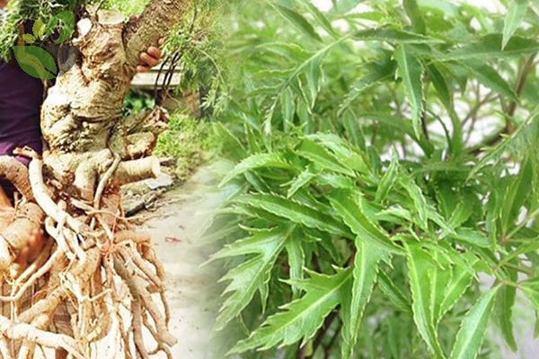 Một loại cây ở Việt Nam mệnh danh là nhân sâm của người nghèo, Trung Quốc sẵn sàng trả giá hàng chục triệu đồng để thu mua - Ảnh 1.