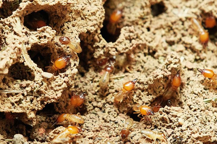 Loài vật nhỏ bằng con kiến nhưng đe dọa cả một con đập ở Trung Quốc: Có sức mạnh “ăn mòn” sắt thép, gây thiệt hại hàng triệu USD - Ảnh 2.