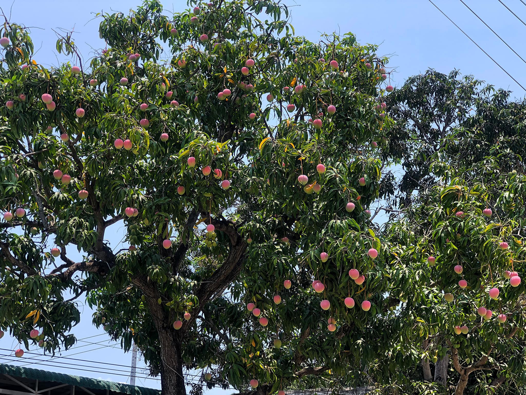 Truy tìm cây xoài có quả như &quot;đào tiên&quot;, ai đi qua cũng dặn lòng không nỡ hái - Ảnh 2.