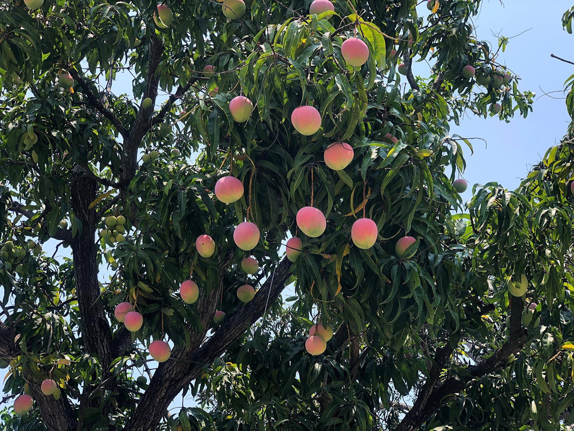 Hình ảnh Cây Xoài đầy Trái Cây Clip Art PNG  Mango Tree Clipart Trái Cây  Cây PNG miễn phí tải tập tin PSDComment và Vector