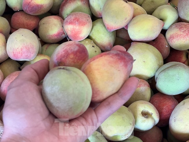 Đào Sa Pa, mận cherry Tây Bắc đắt hàng tại TPHCM - Ảnh 5. Đào Sa Pa, mận cherry Tây Bắc đắt hàng tại TPHCM - Ảnh 5.