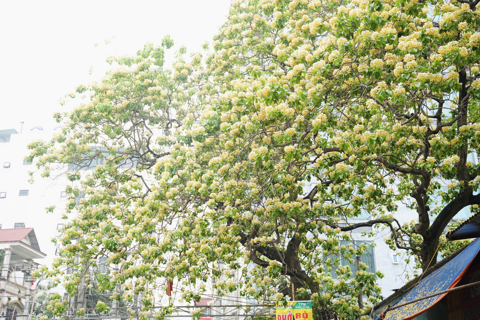 Ngắm hoa bún, 'độc nhất vô nhị ' 300 năm tuổi giữa lòng Thủ đô - Ảnh 4.